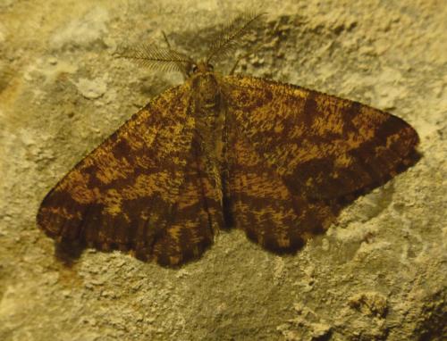 Réf. 213 520 : Ematurga atomaria